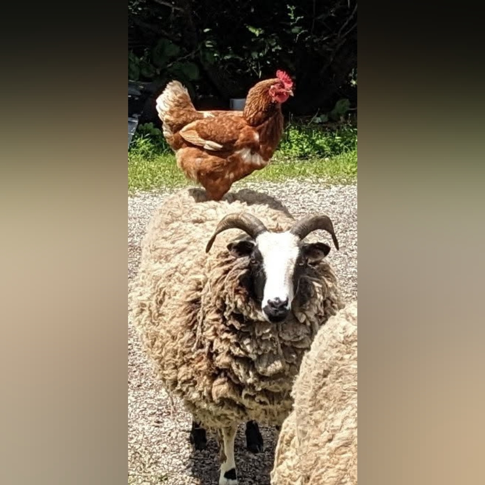 Meet your Posher, Jennifer